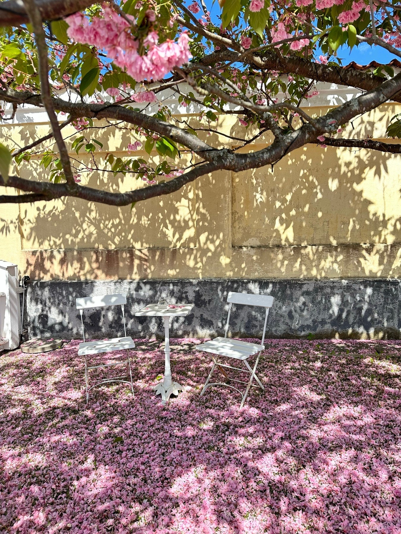 En lun plass man kan finne roen Galleribilde