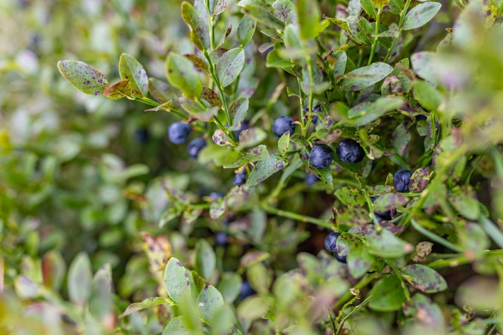 du kan plukke egne skogsblåbær og tyttebær rett utenfor døren. Galleribilde