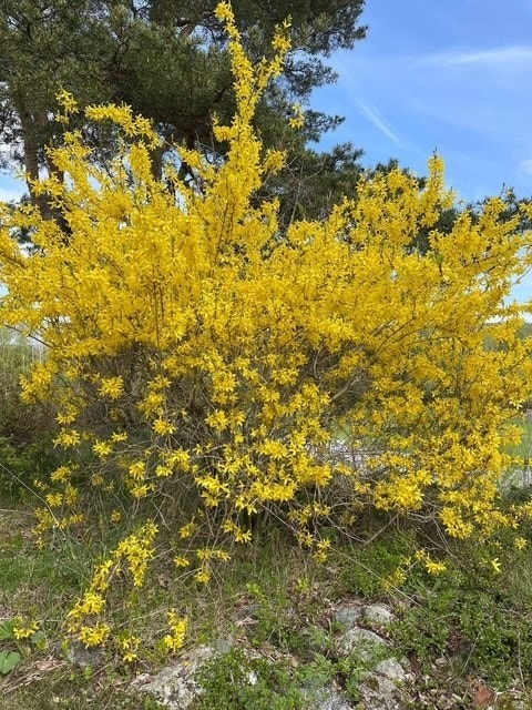 Privat bilde Galleribilde