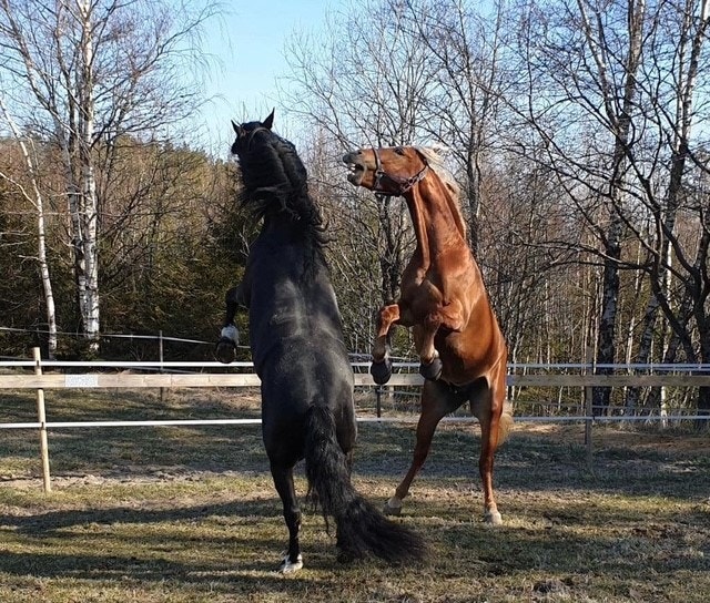 Privat bilde Galleribilde