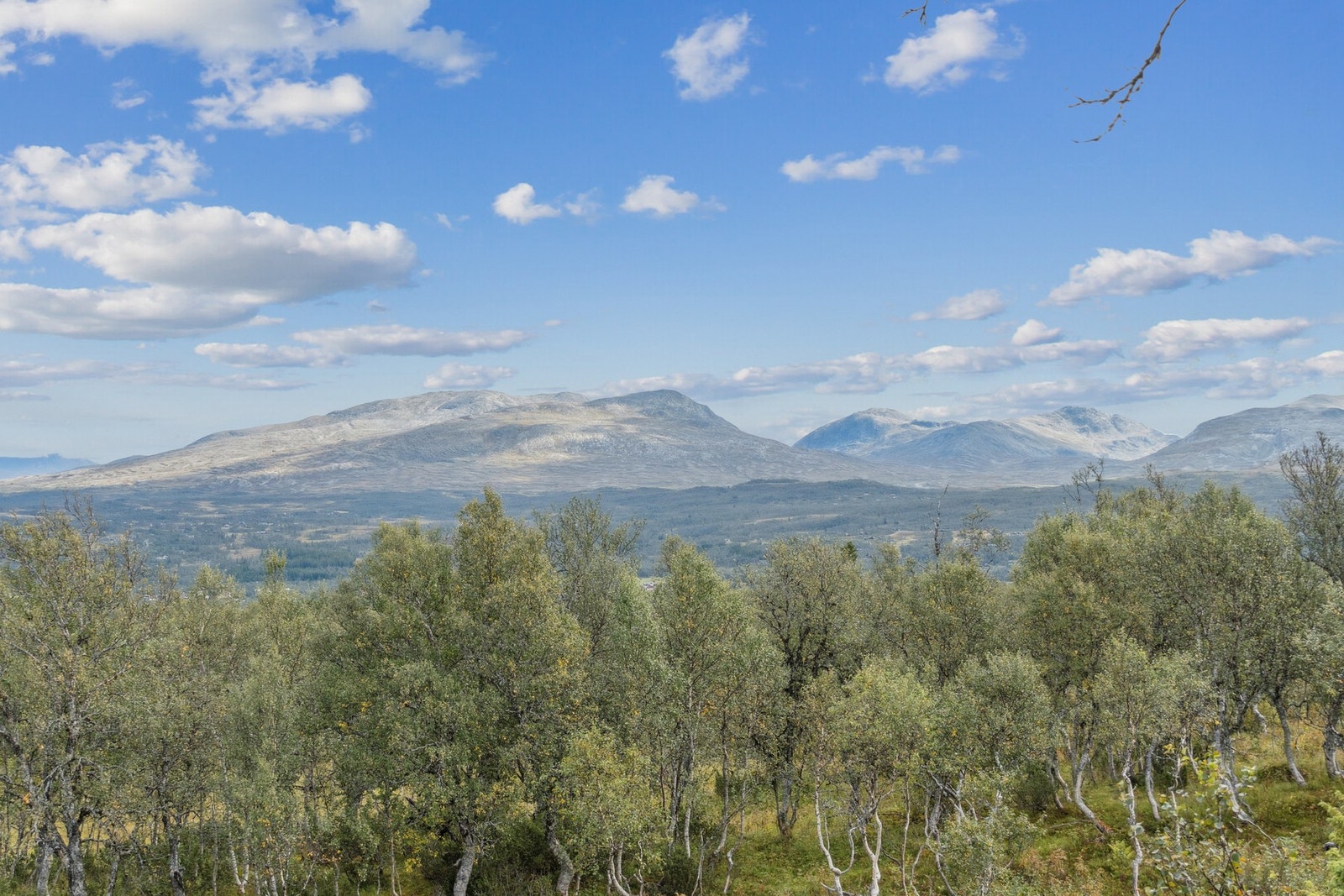 Velkommen til visning! Galleribilde