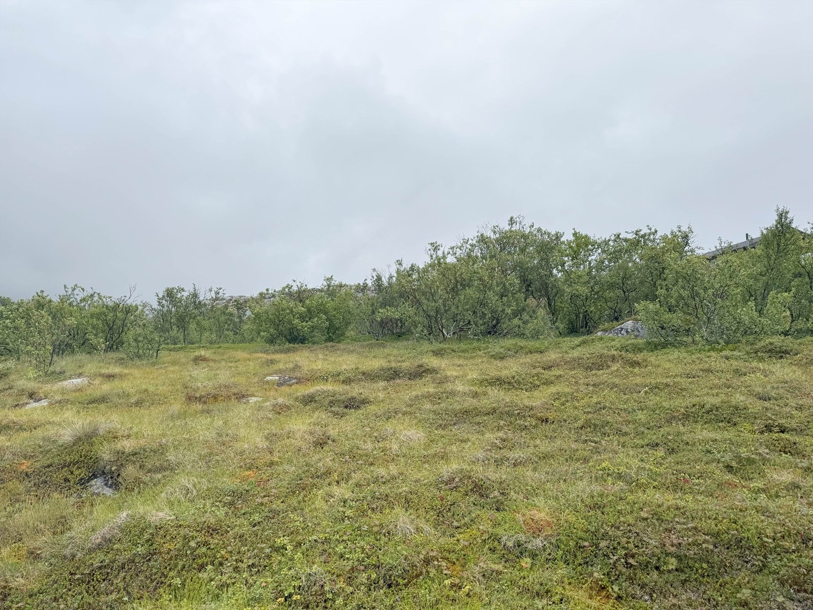 Naturskjønn beliggenhet med bjørketrær i landskapet, perfekt for friluftsentusiaster. Rolig område med nærhet til uberørt natur og turmuligheter. Galleribilde