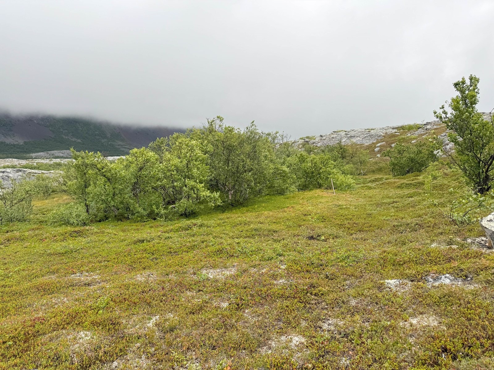 Tomt med kombinasjons terreng av lyng og berg. Galleribilde