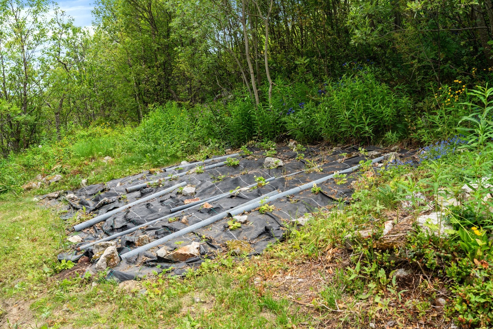 ..om eiendommen kommer med eget jordbærland? - Klart det! Galleribilde