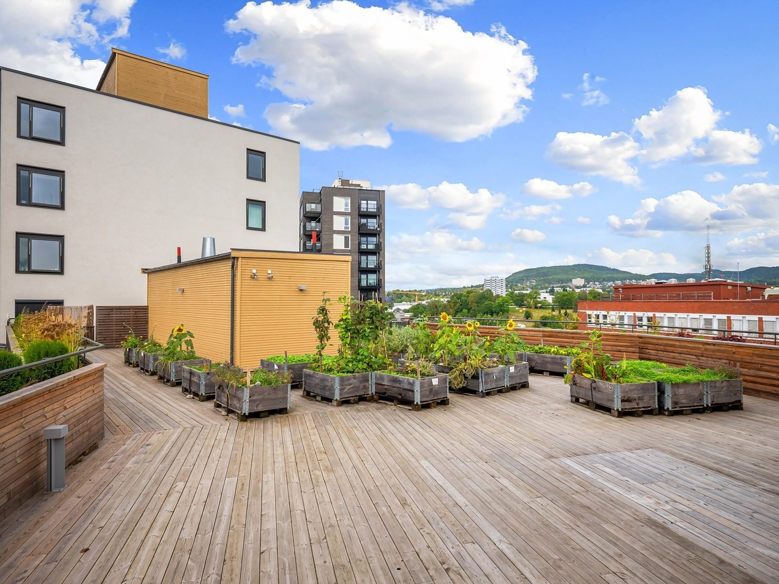 Plantekasser driftet av borettslagets samdyrkelag -beboere kan forsyne seg fritt av bl.a jordbær, urter, tomater, div. salatblader, chili m.m Galleribilde