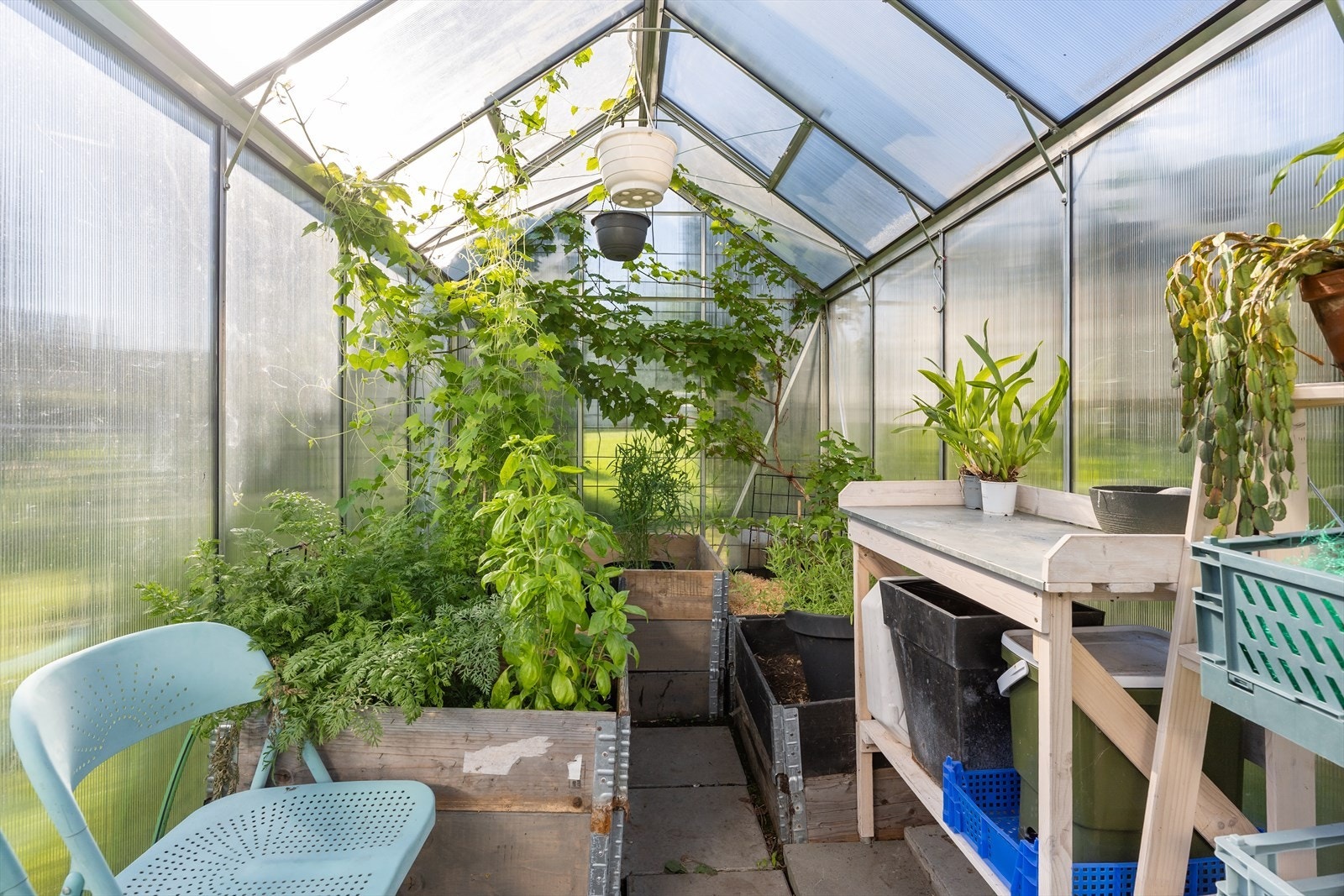 Drivhuset gir deg optimale forhold for å dyrke planter og grønnsaker gjennom hele sesongen. samt to vinranker som gir druer i august/september Galleribilde