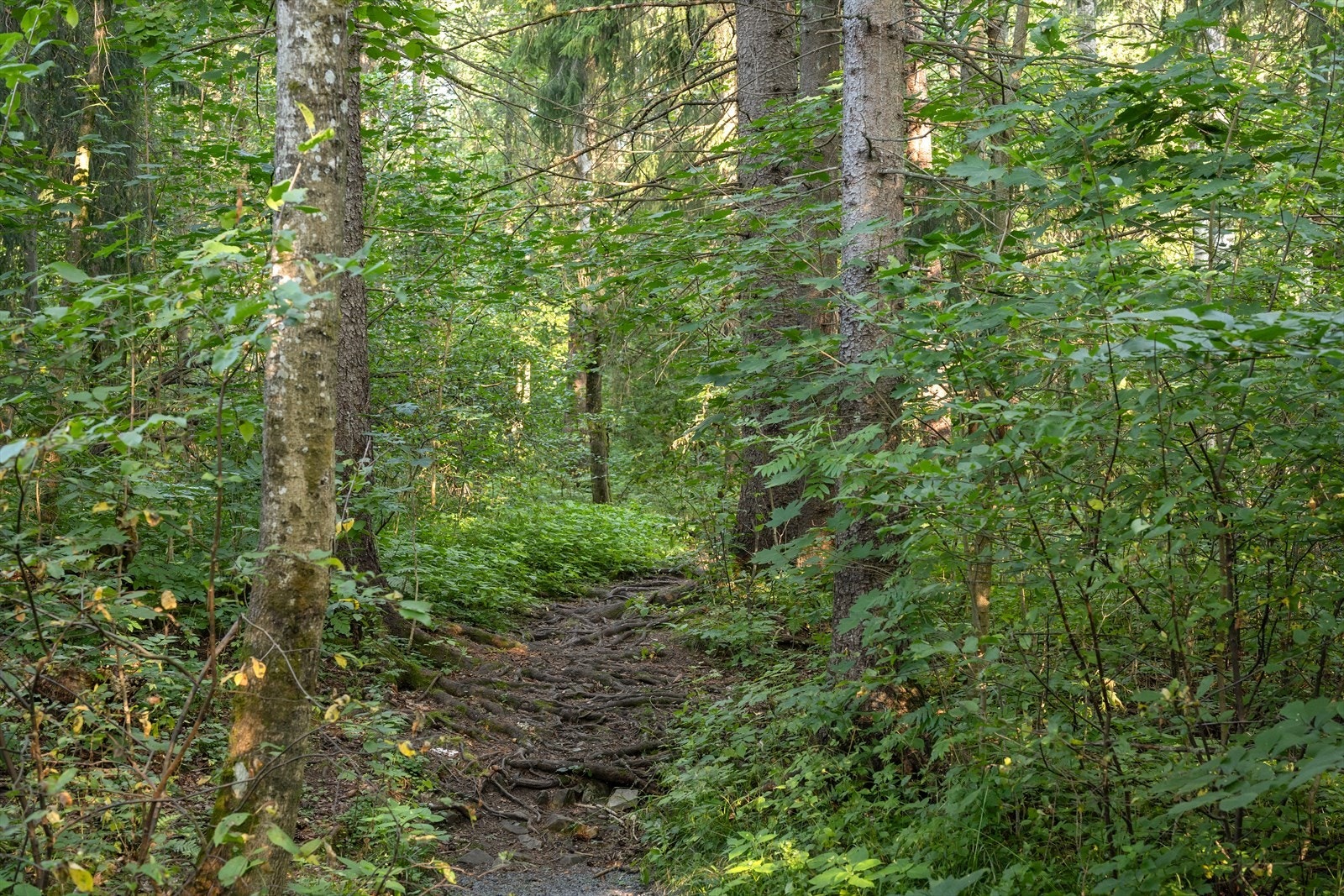 Kort vei til naturskjønne turstier ved Isielva gir flotte muligheter for rekreasjon og hverdagsaktiviteter. Galleribilde