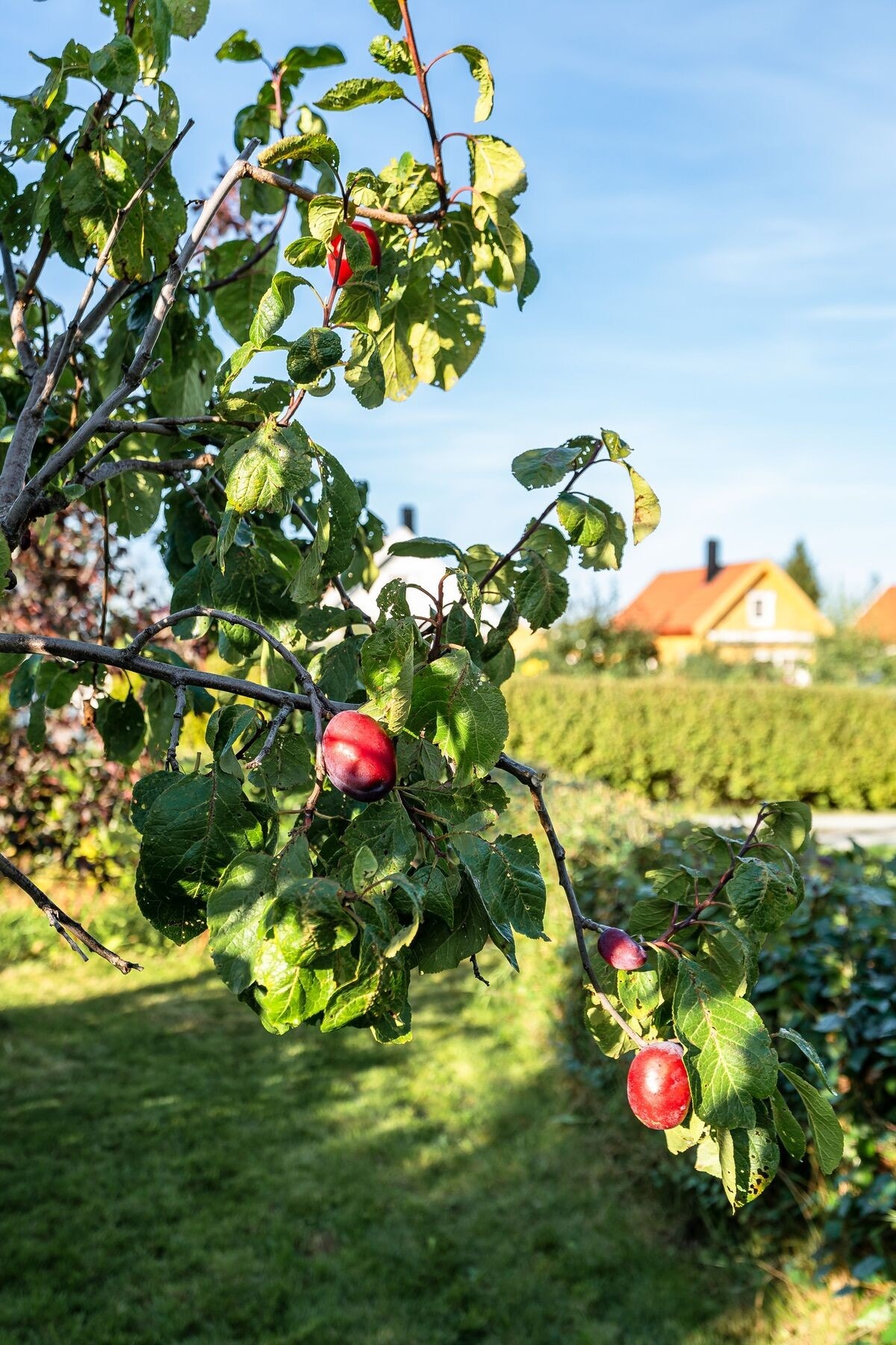 Denne eiendommen har en rekke vekster i hagen, bl.a plommetre, pryd kirsebær, roser, peoner, solbær, gressløk, rhododendron og mer til.. Galleribilde
