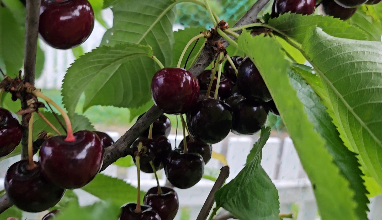 Moreller... Galleribilde