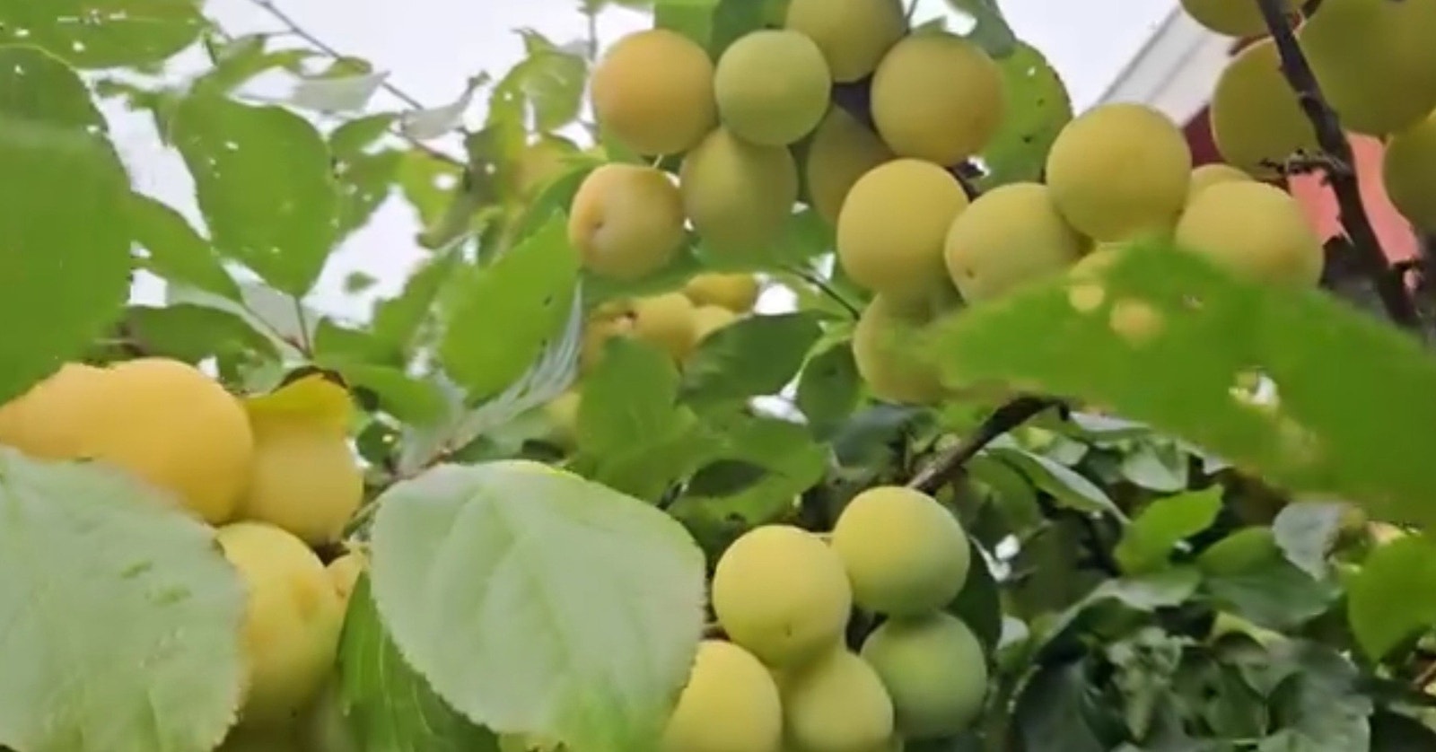 Plommer... Galleribilde