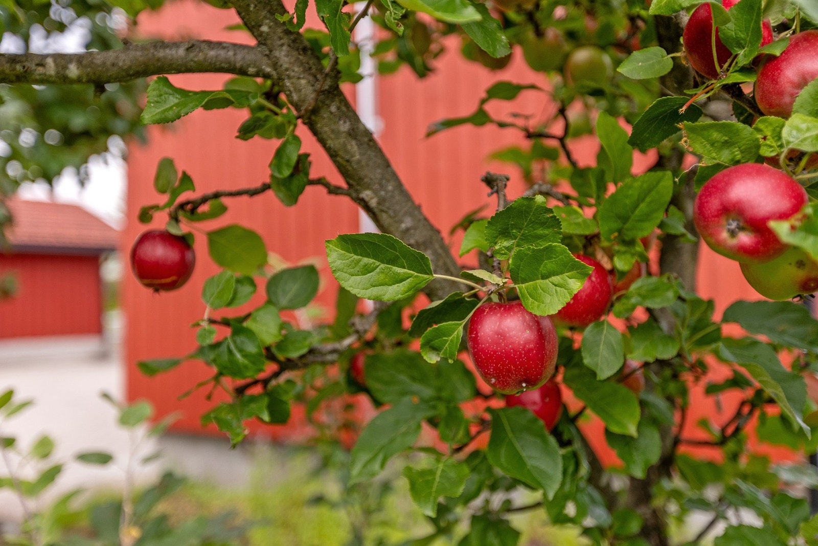 Epler.. Galleribilde