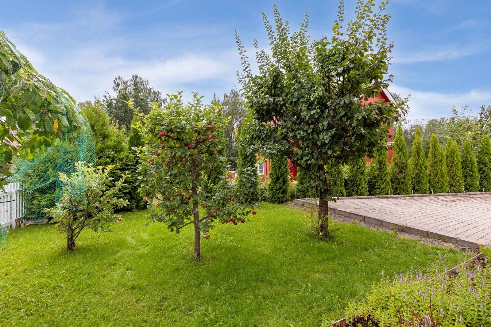 Velholdt hage med flere frukttrær. Galleribilde