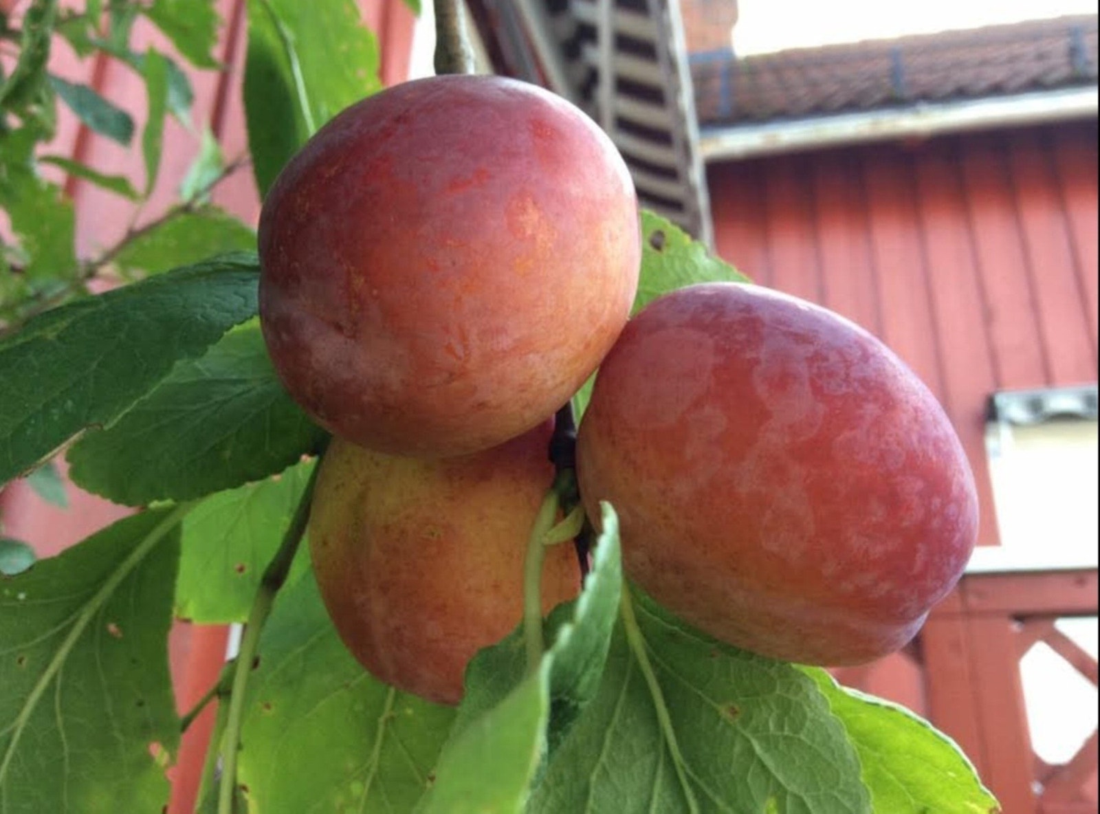 Plommer... Galleribilde