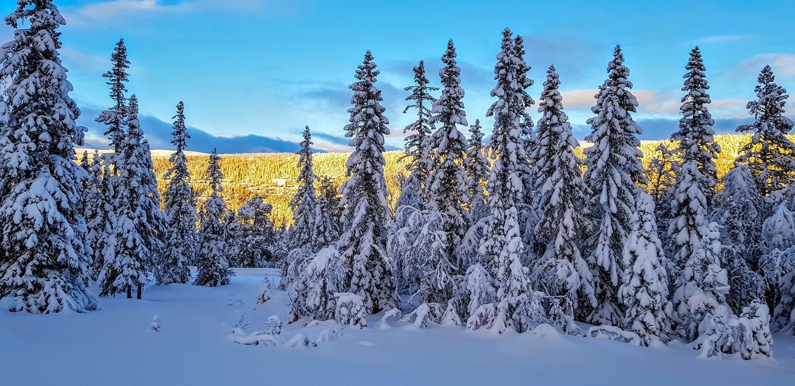 Nærområdet Galleribilde