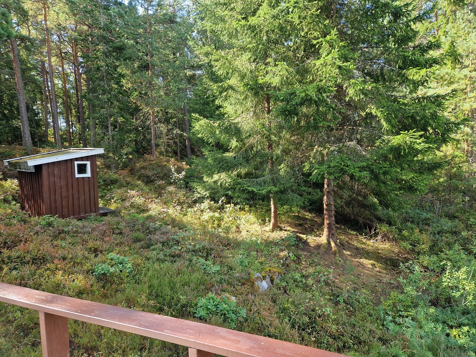 Tatt trær på tomten rundt august 2025 Galleribilde