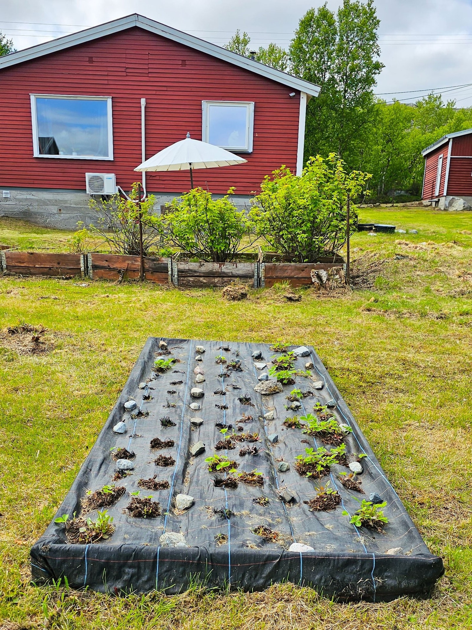 Jordbær og rips Galleribilde