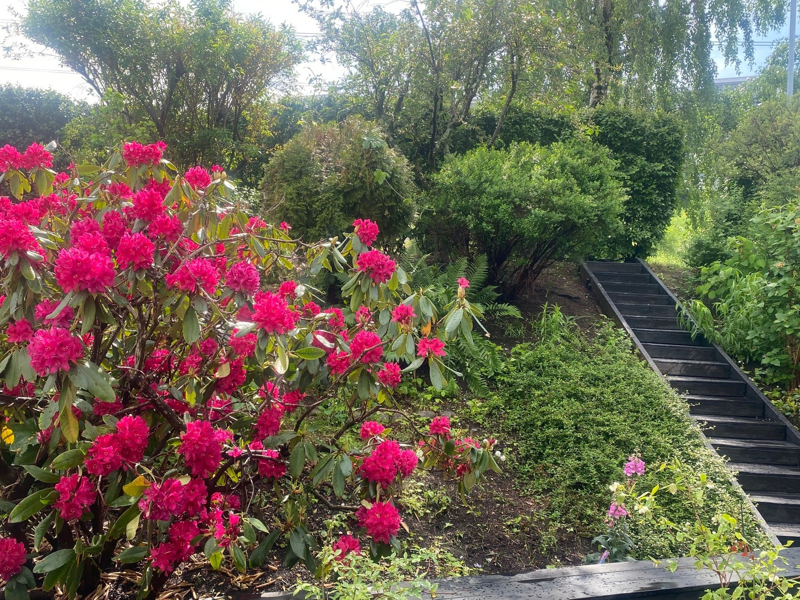 Selgers bilde. Nåværende eier har dyrket tomater, agurk, blåbær, tyttebær, rips, solbær, jordbær, rabarbra, salat, epler, plommer og kirsebær i hagen og på terrassen. Galleribilde