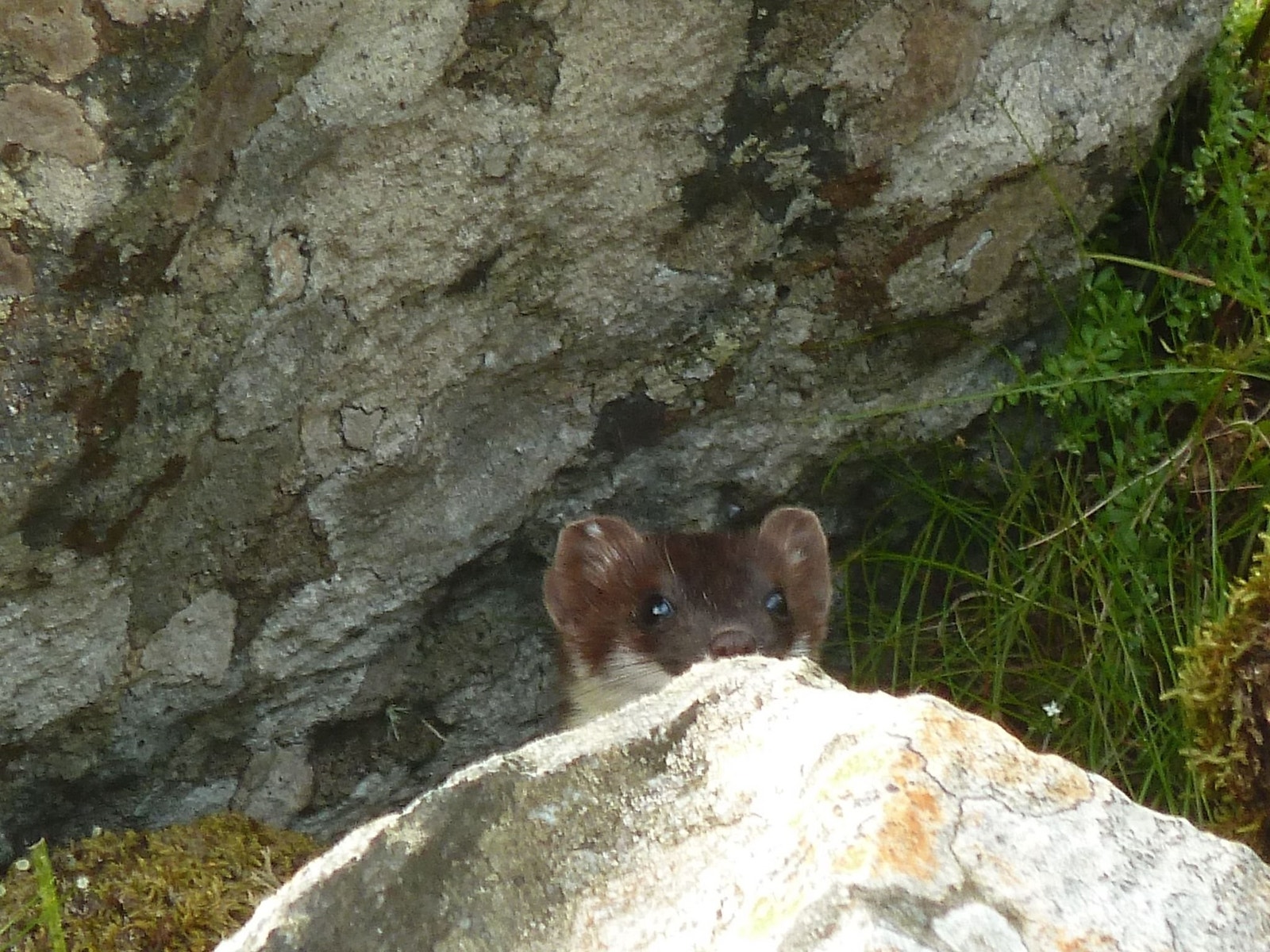 En av de fastboende Galleribilde