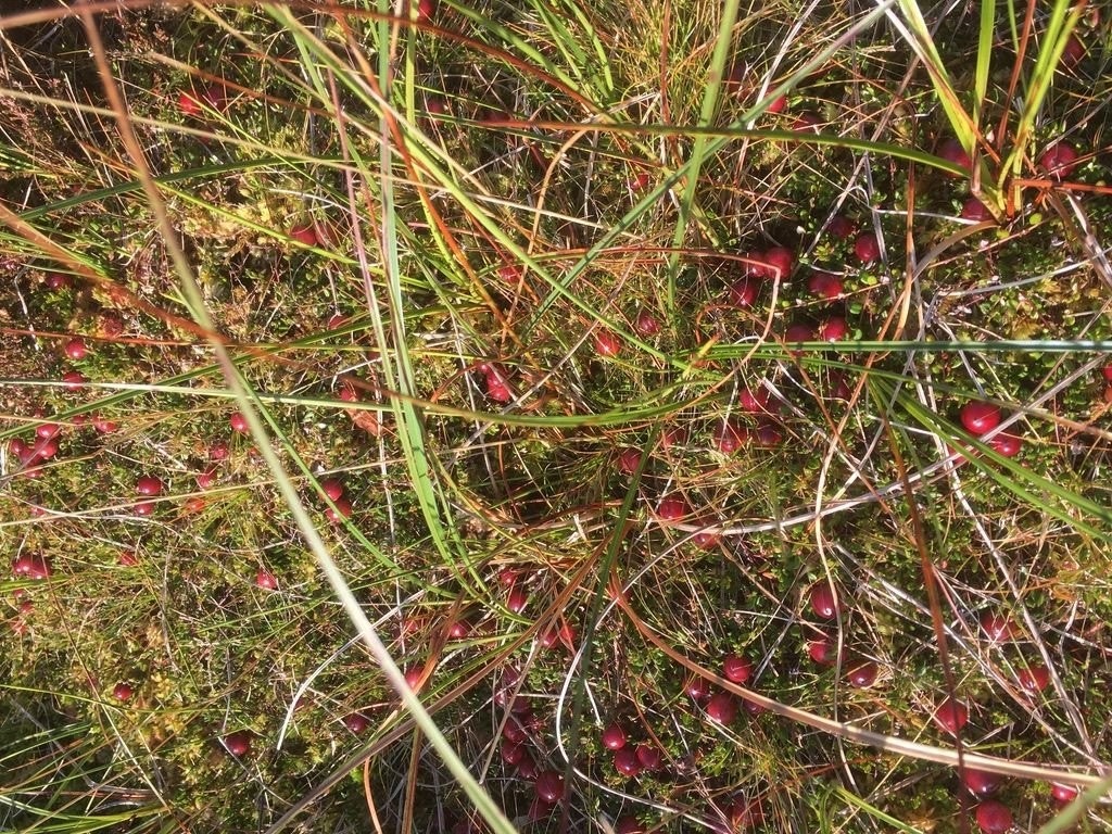 Tranebær, multer, blåbær etc. Galleribilde