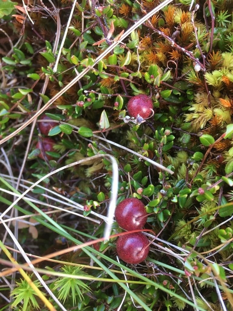 Tranebær Galleribilde