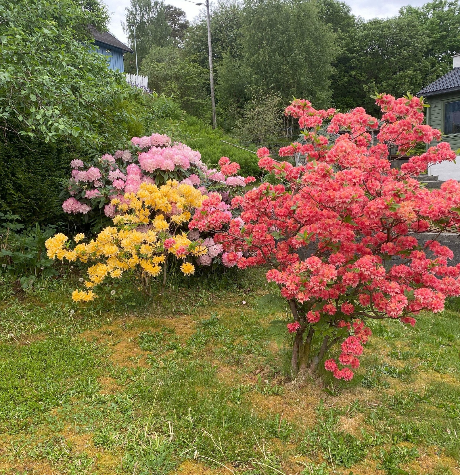 Busker som blomstrer nydelig om våren. Galleribilde