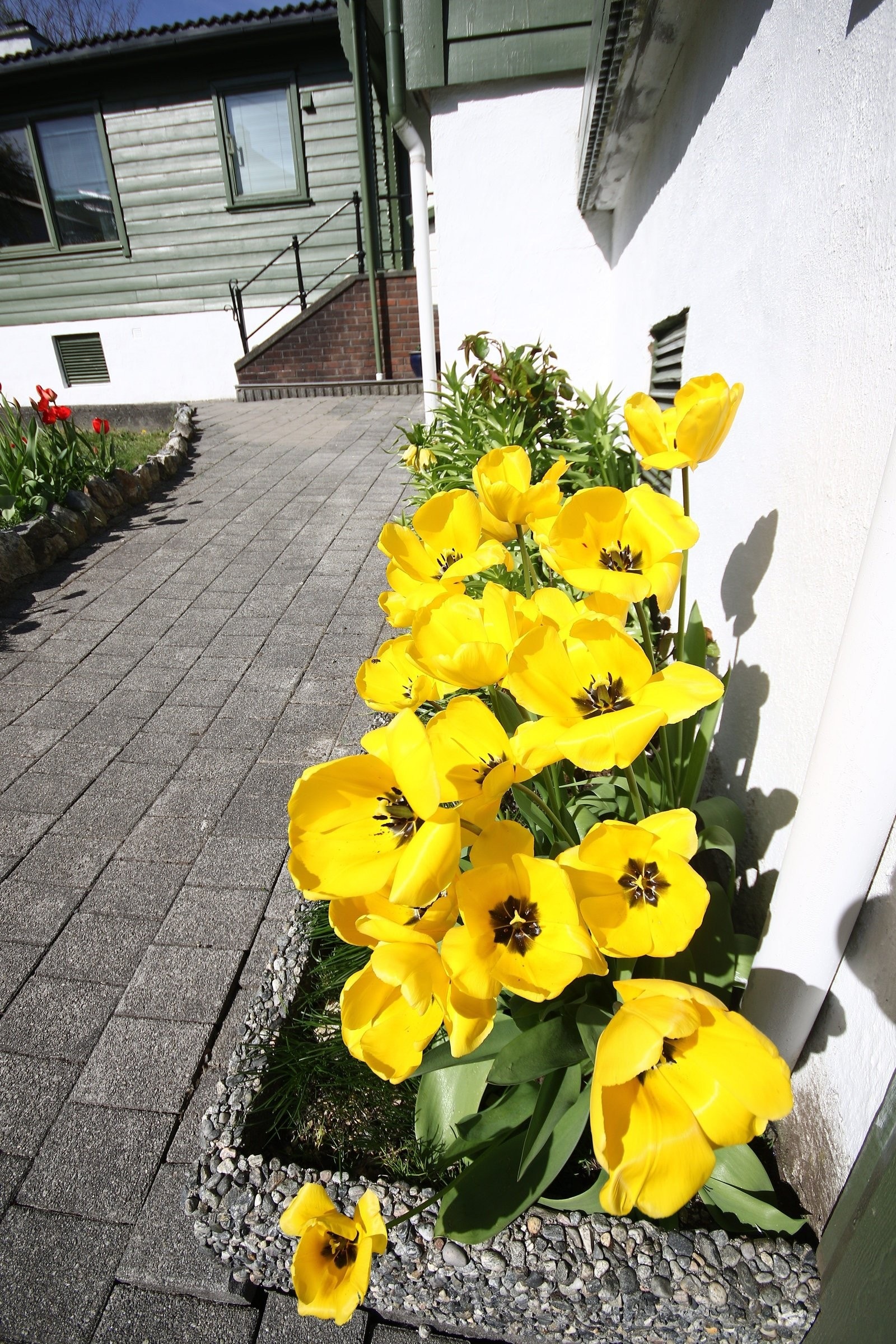Vårblomstene i hagen er mange og vakre. Galleribilde