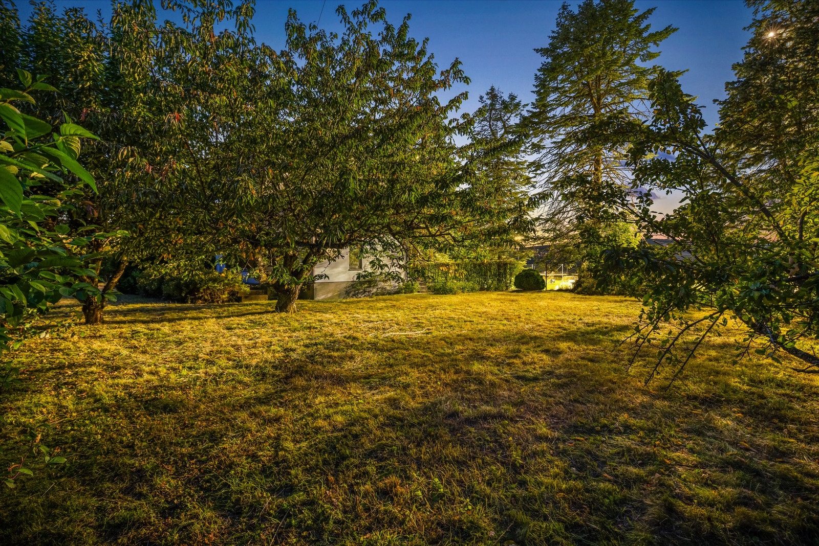 Stor, felles hage Galleribilde