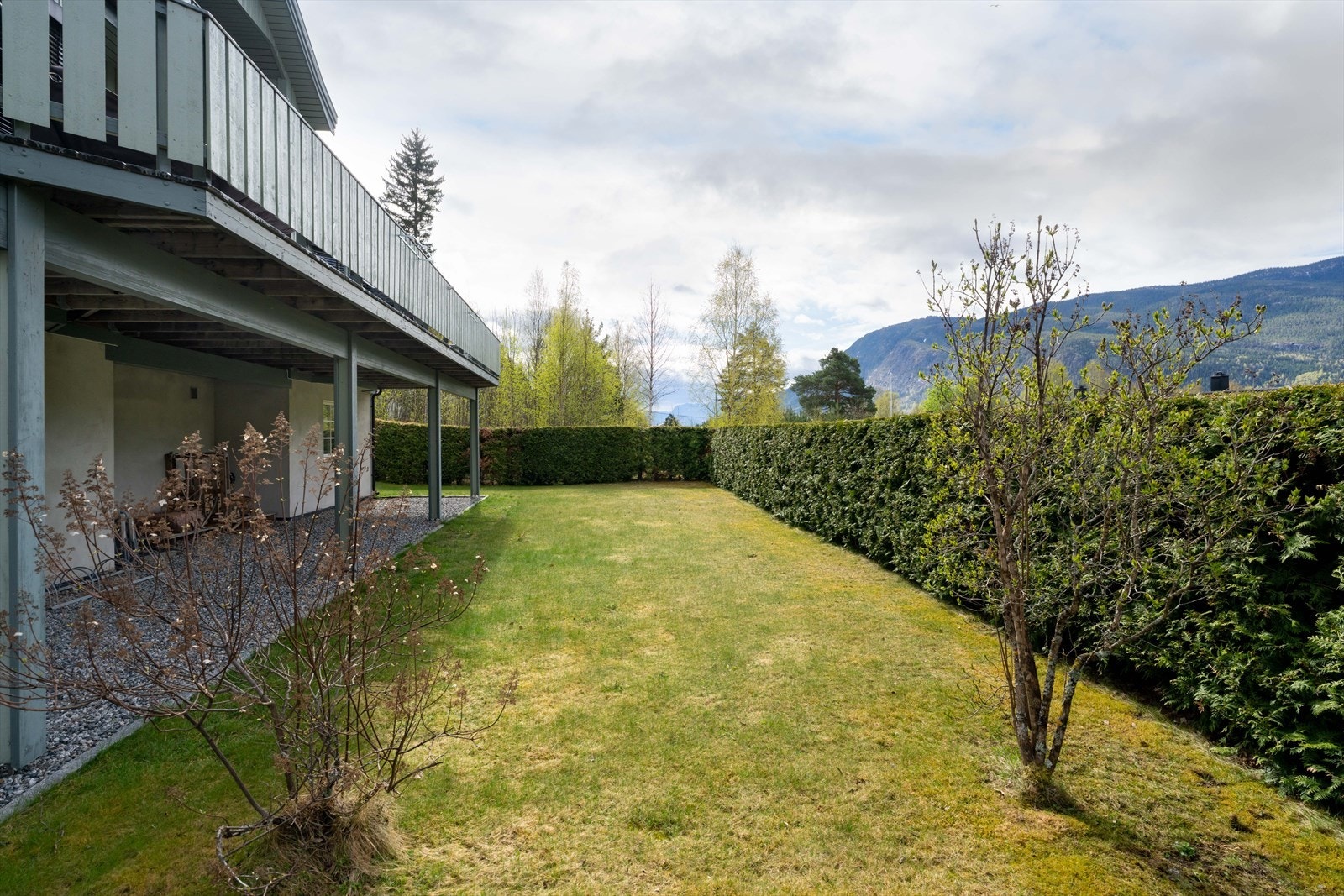 Veletablert hage med frodig hekk. Galleribilde