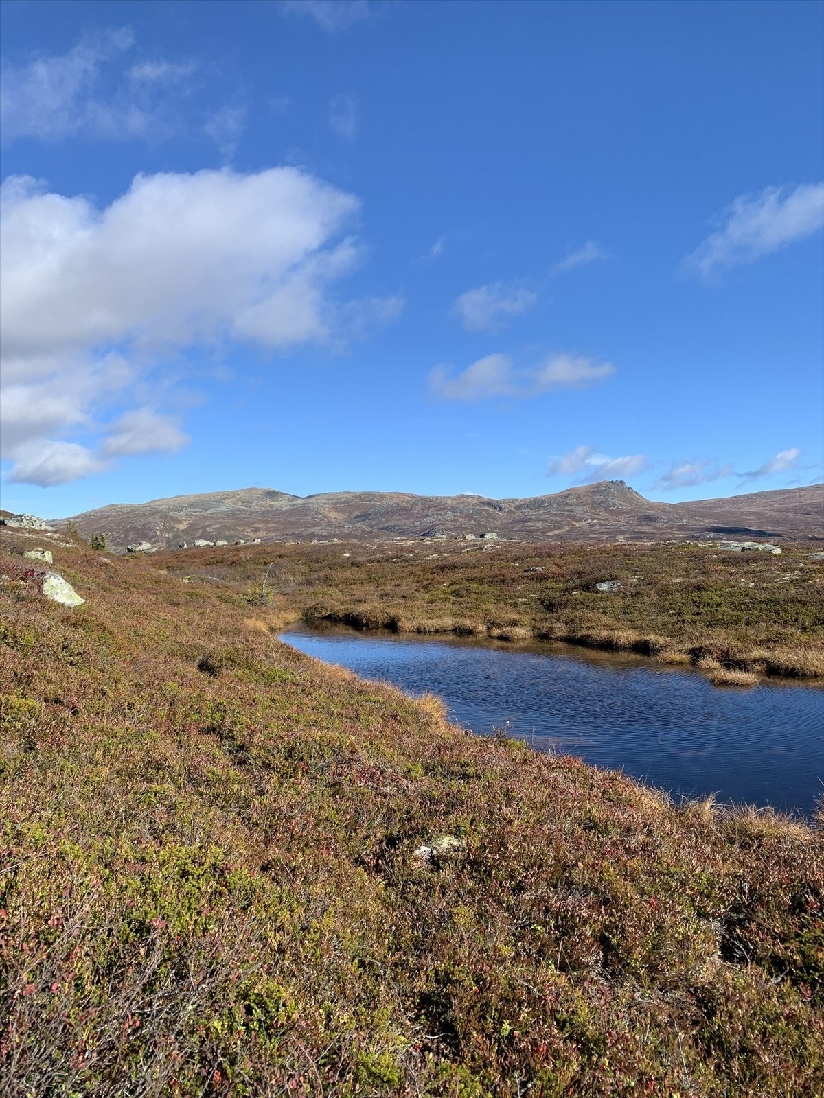 Selgers private bilder Galleribilde