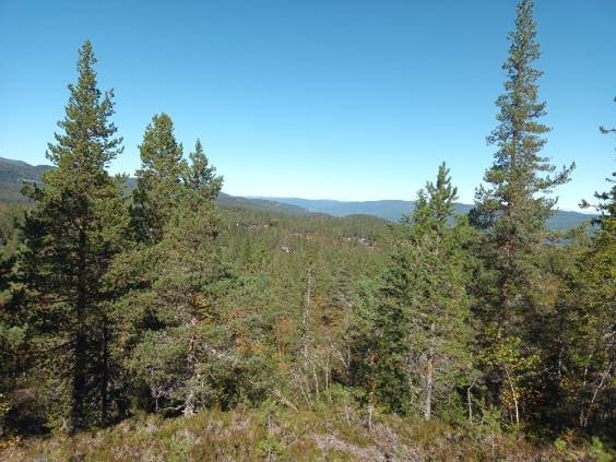 image0000051.jpeg Galleribilde