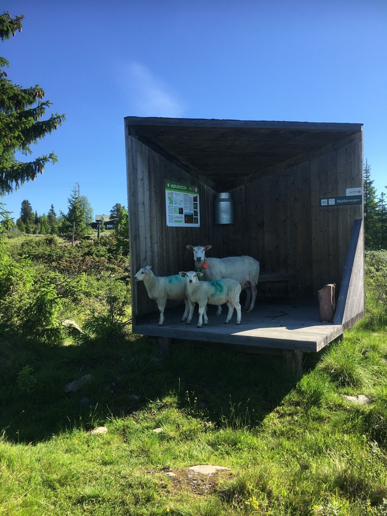 Beitedyr på sommeren i område - bilde fra selgers arkiv Galleribilde