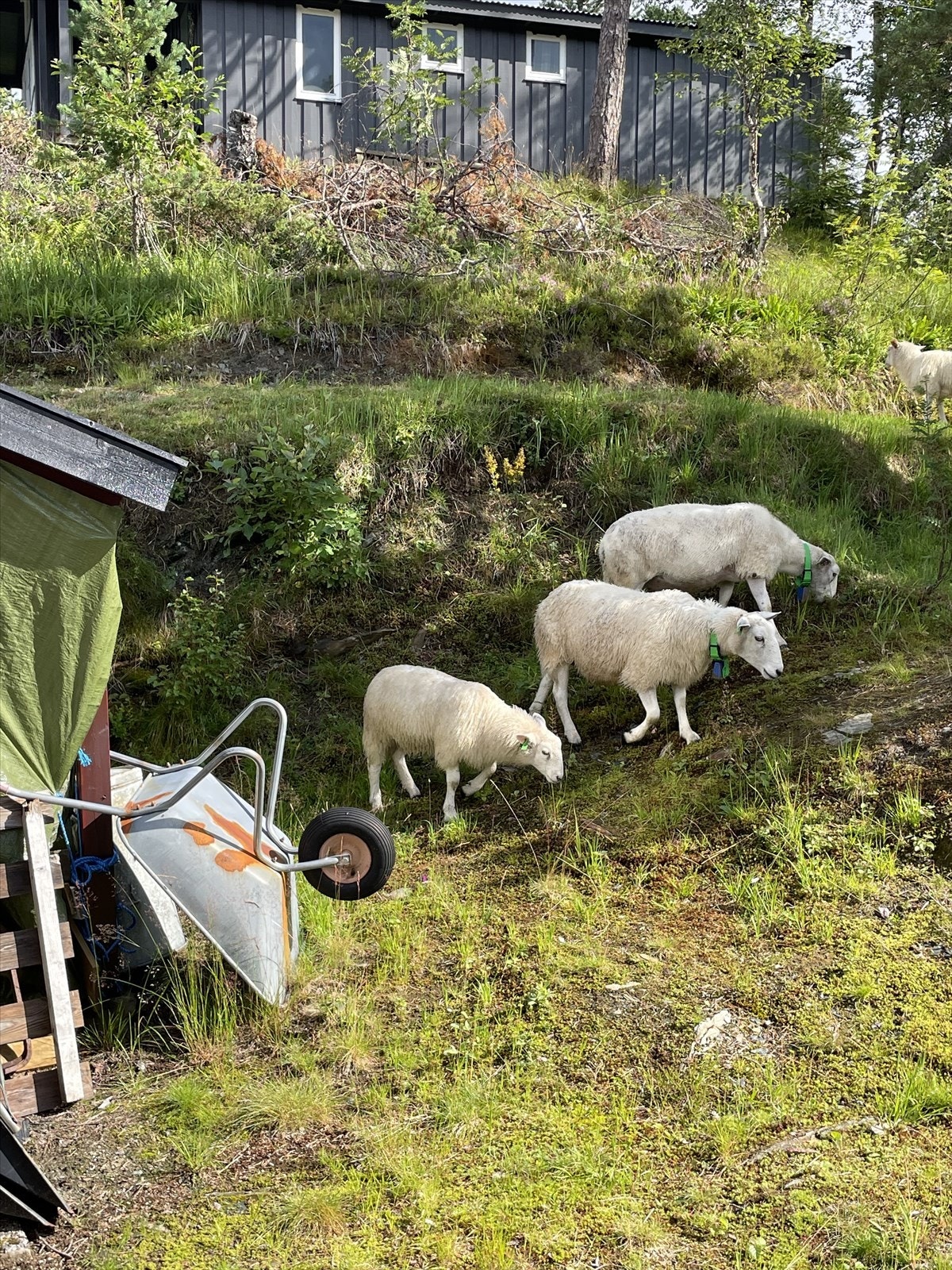 Gjester på besøk på tomten. Galleribilde
