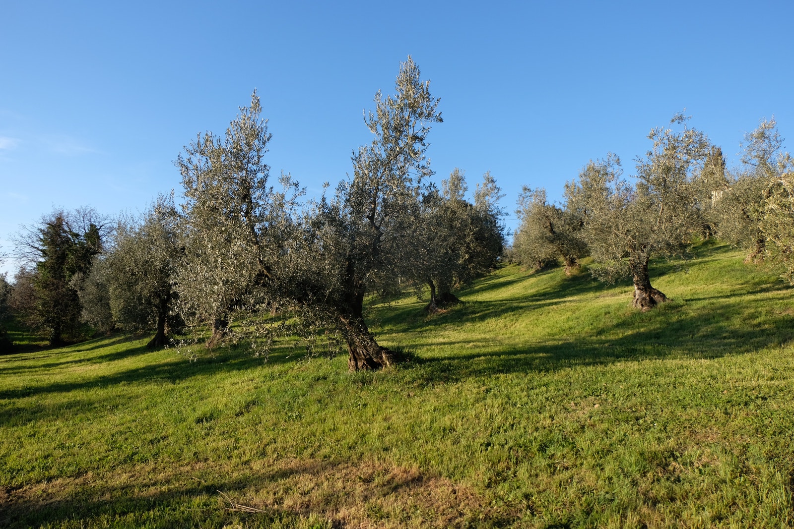 Nydelig olivenlund med drømmeutsikt til vindistriktet Bolgheri og til Middelhavet! Galleribilde