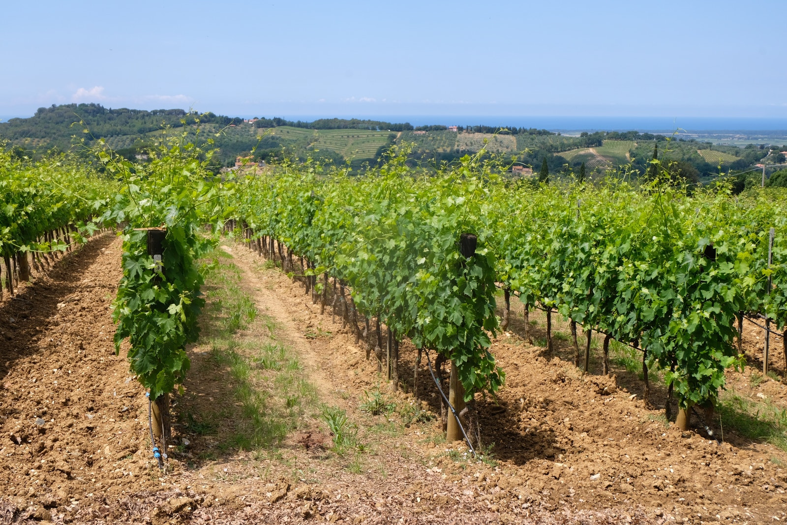 Foto 7.06.2023 Galleribilde