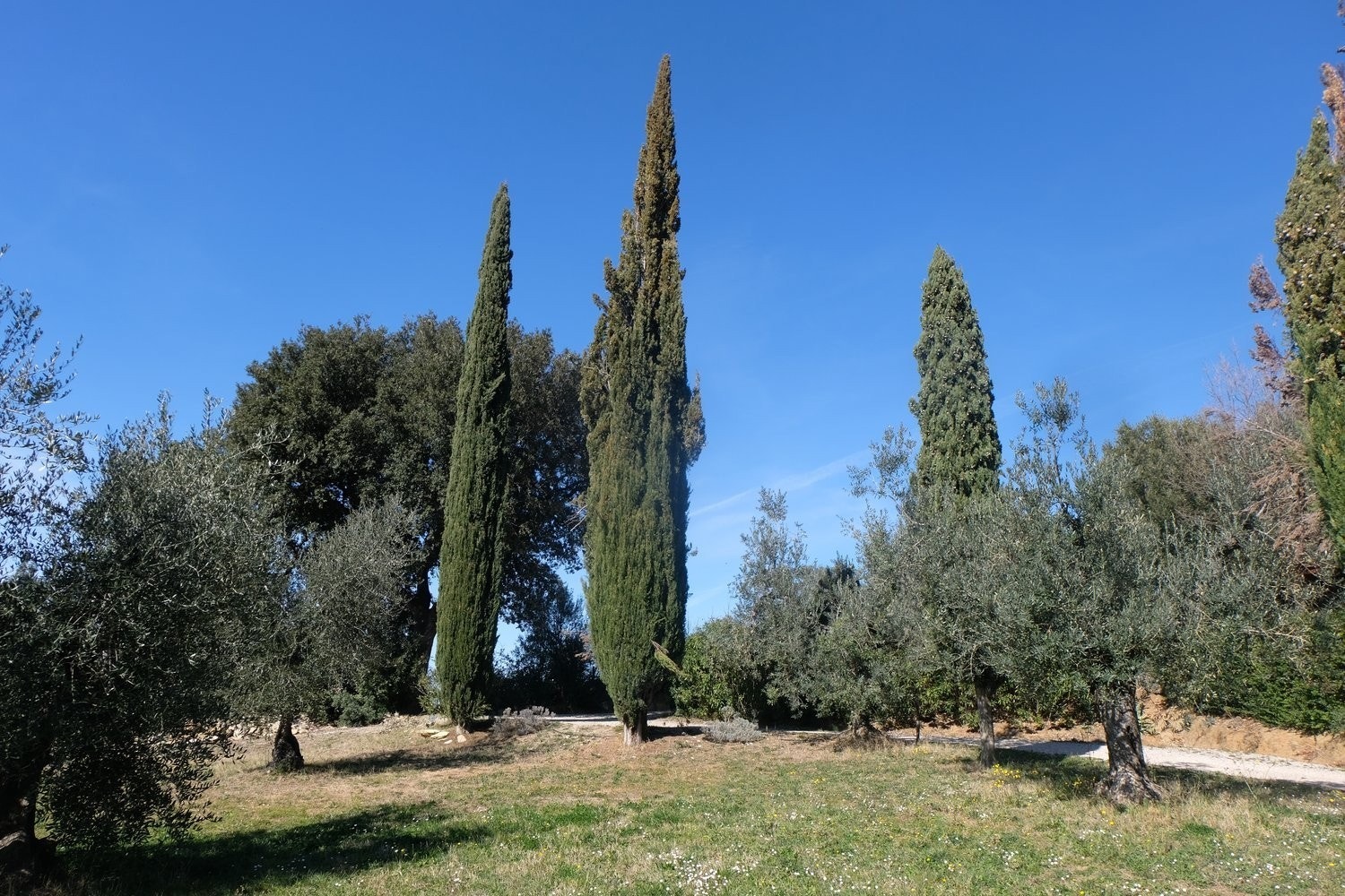 Nydelige sypresser i inngangsportal. Galleribilde