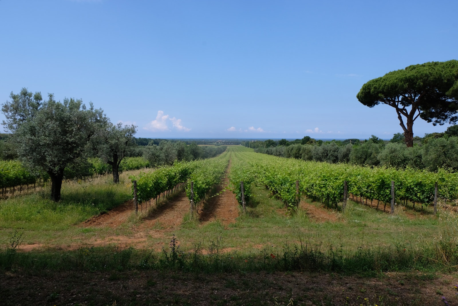 Bolgheri 07.06.2023 Galleribilde