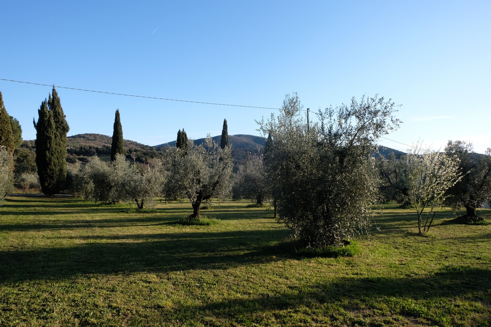 Vi har en produksjon av 700 liter olivenolje. Galleribilde