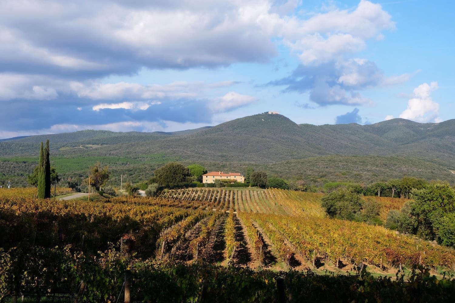 Bolgheri vingårder like ved boligen Galleribilde