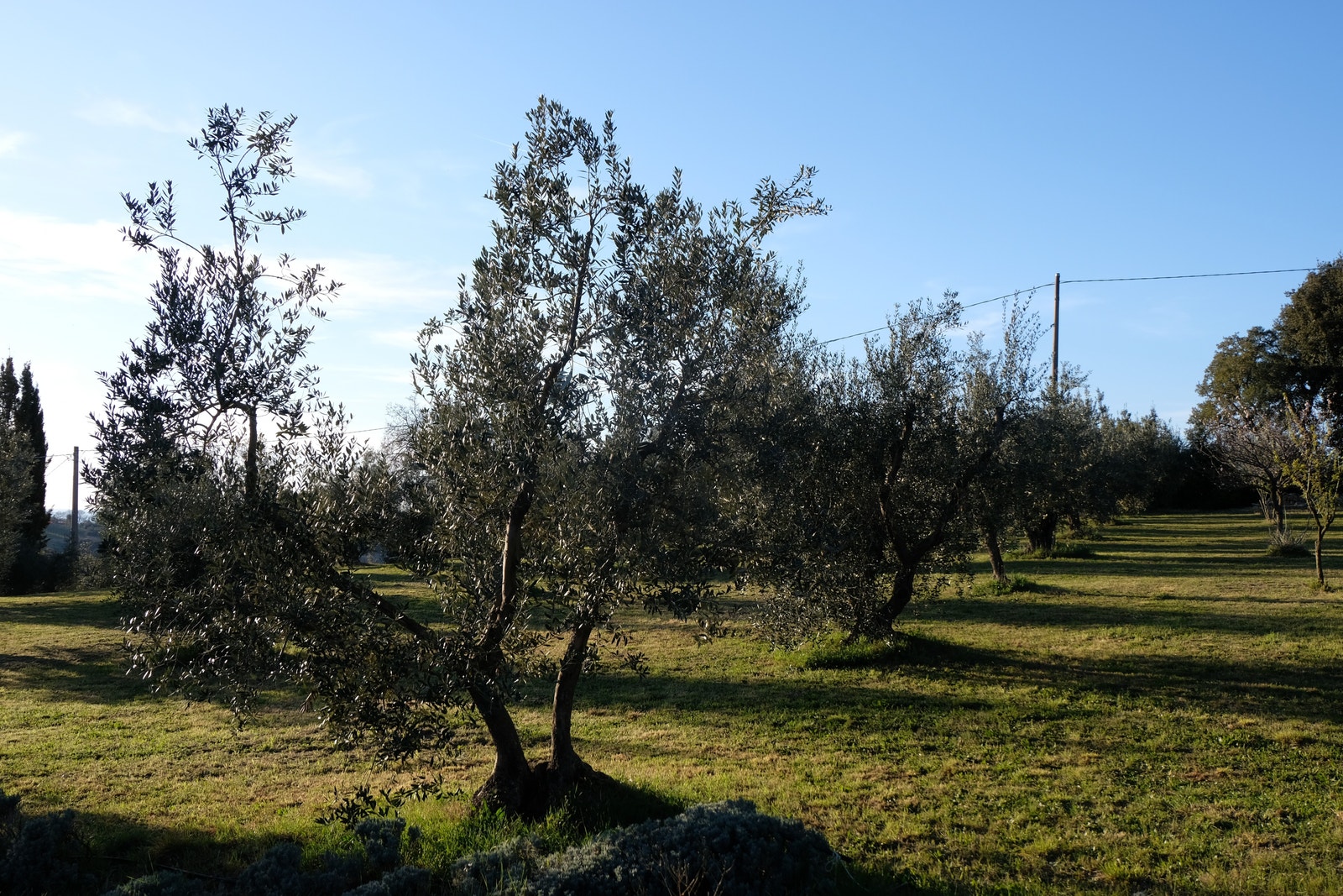 Idag er det 150 oliventrær. Galleribilde