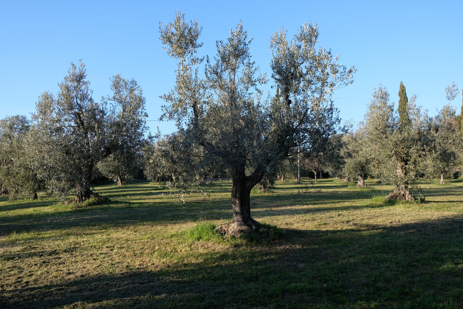 Olivenolje fra Castagneto C regnes som noe av det beste i Italia. Galleribilde