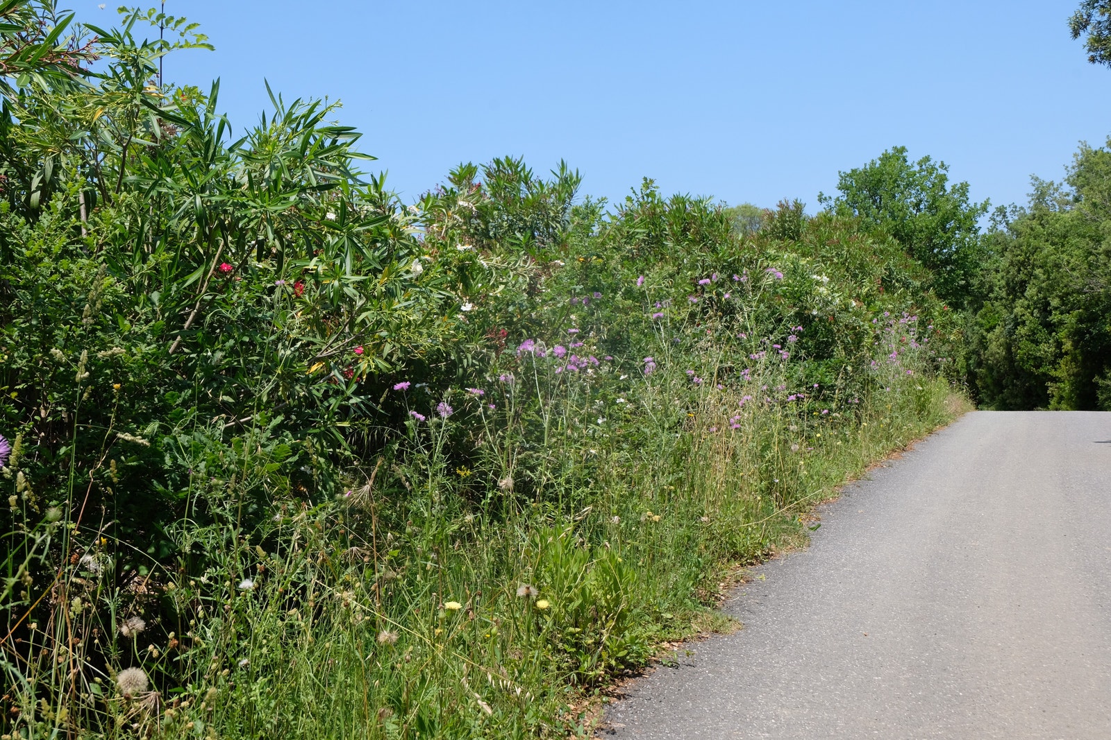 Foto 7.06.2023 Galleribilde