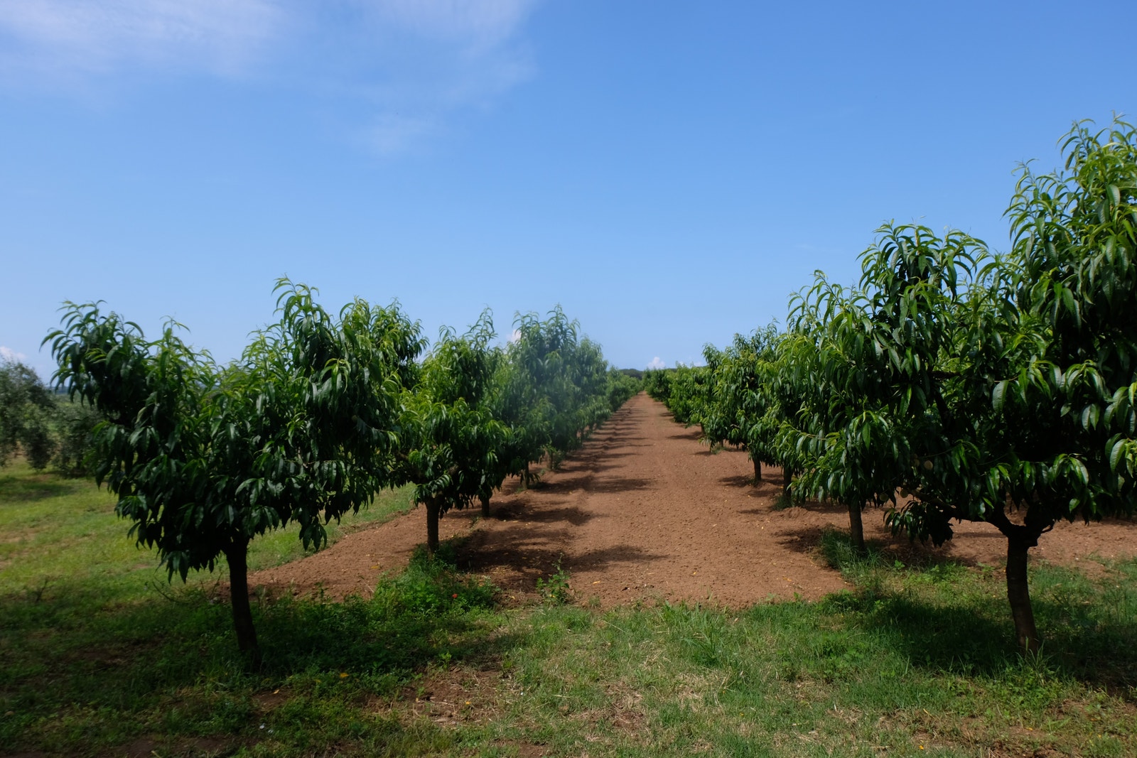 Bolgheri 07.06.2023 Galleribilde