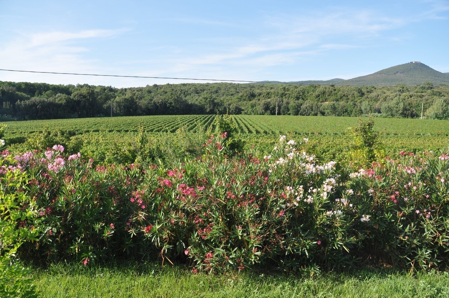 Bolgheri vingårder like ved boligen Galleribilde