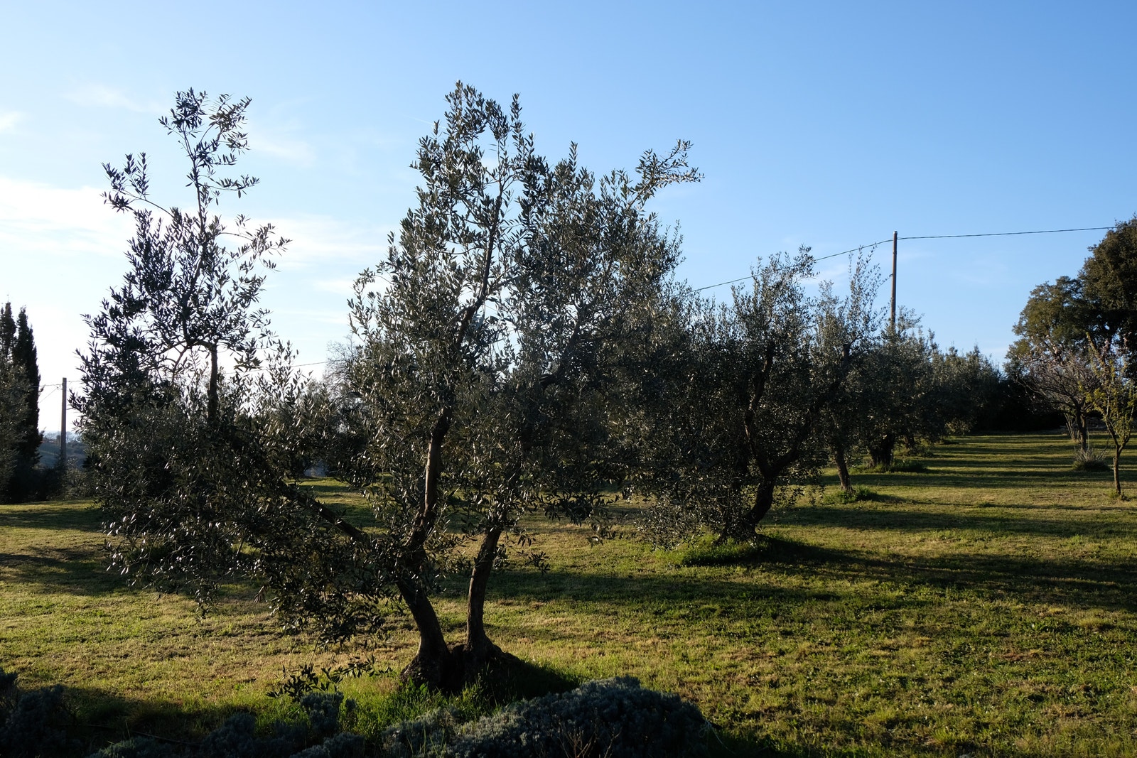 150 oliventrær gir ca 700 liter olje fra Castagneto. Galleribilde
