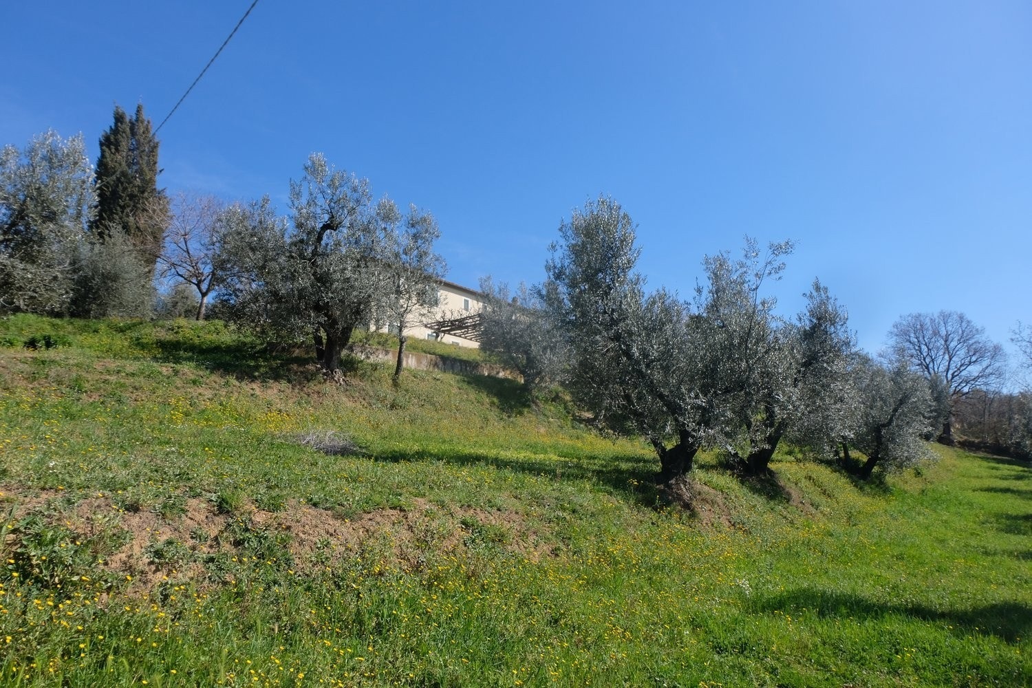 Olivenlunden skråner i terrenget. Galleribilde