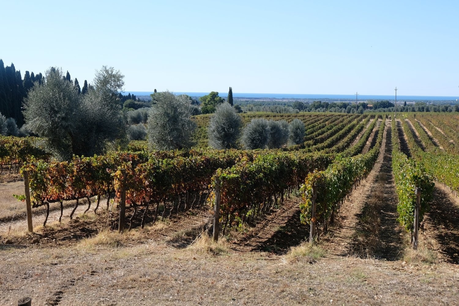 Bolgheri Galleribilde