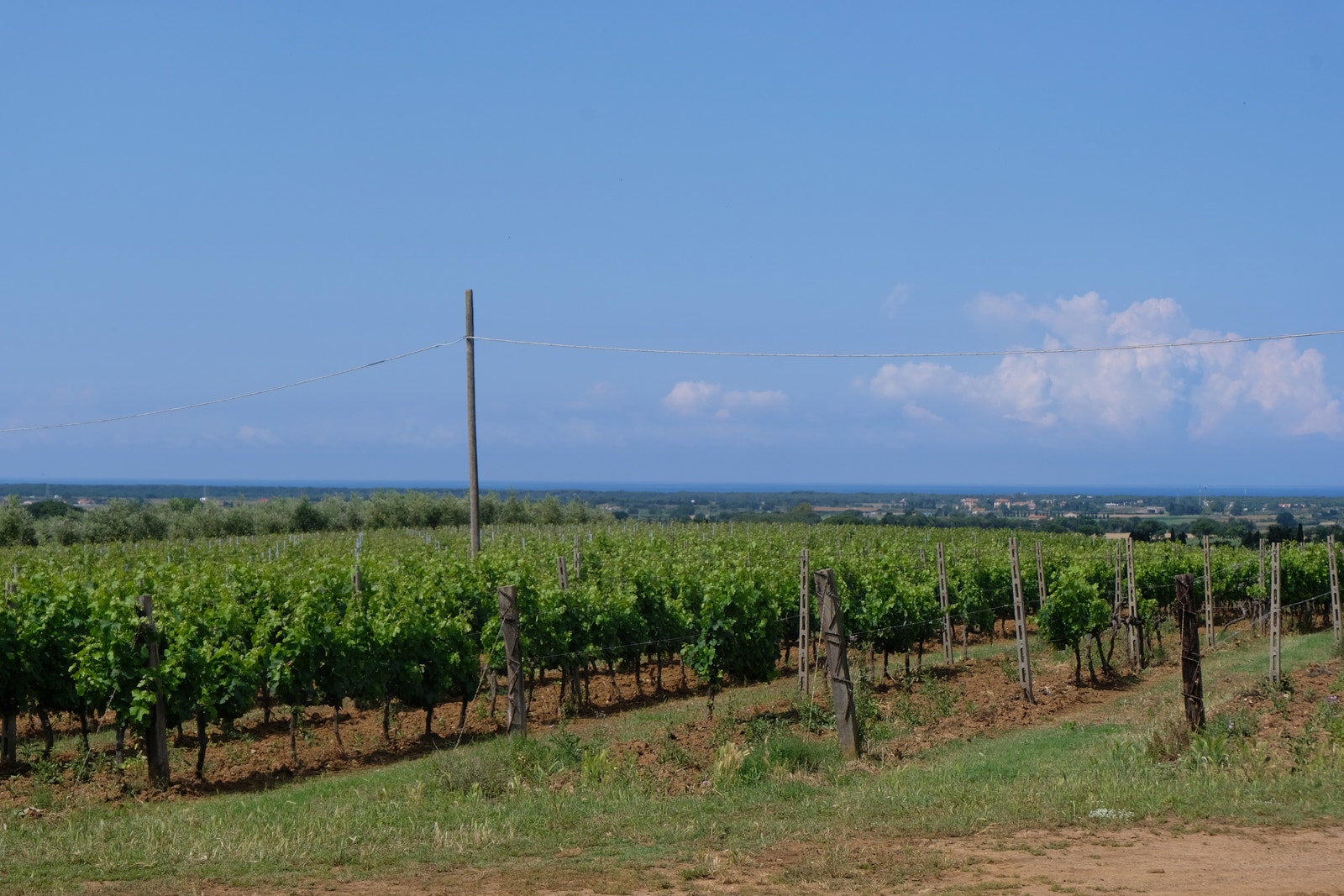 Bolgheri 07.06.2023 Galleribilde