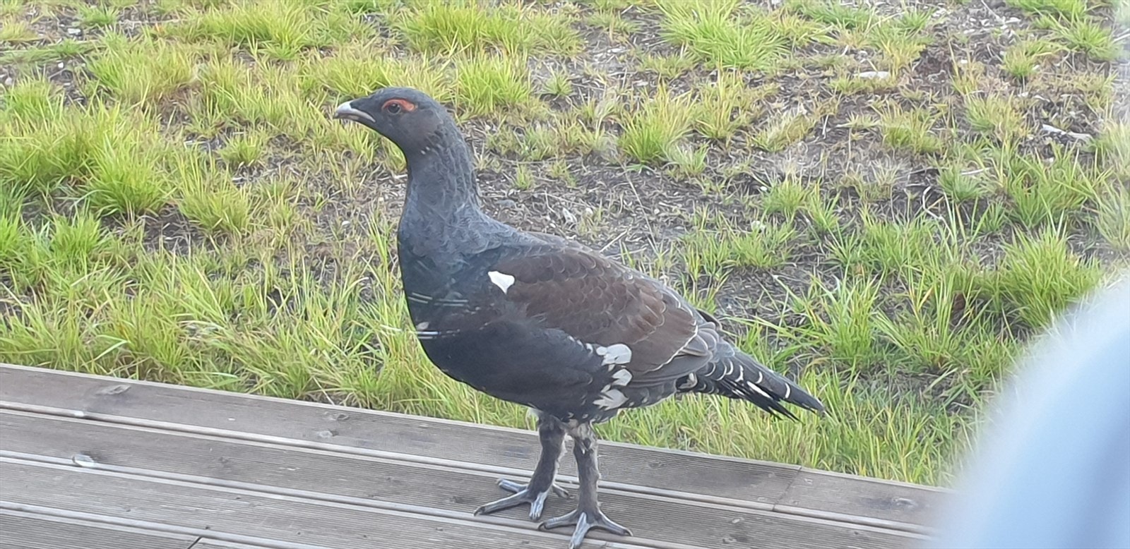 Selgers private bilder. Galleribilde