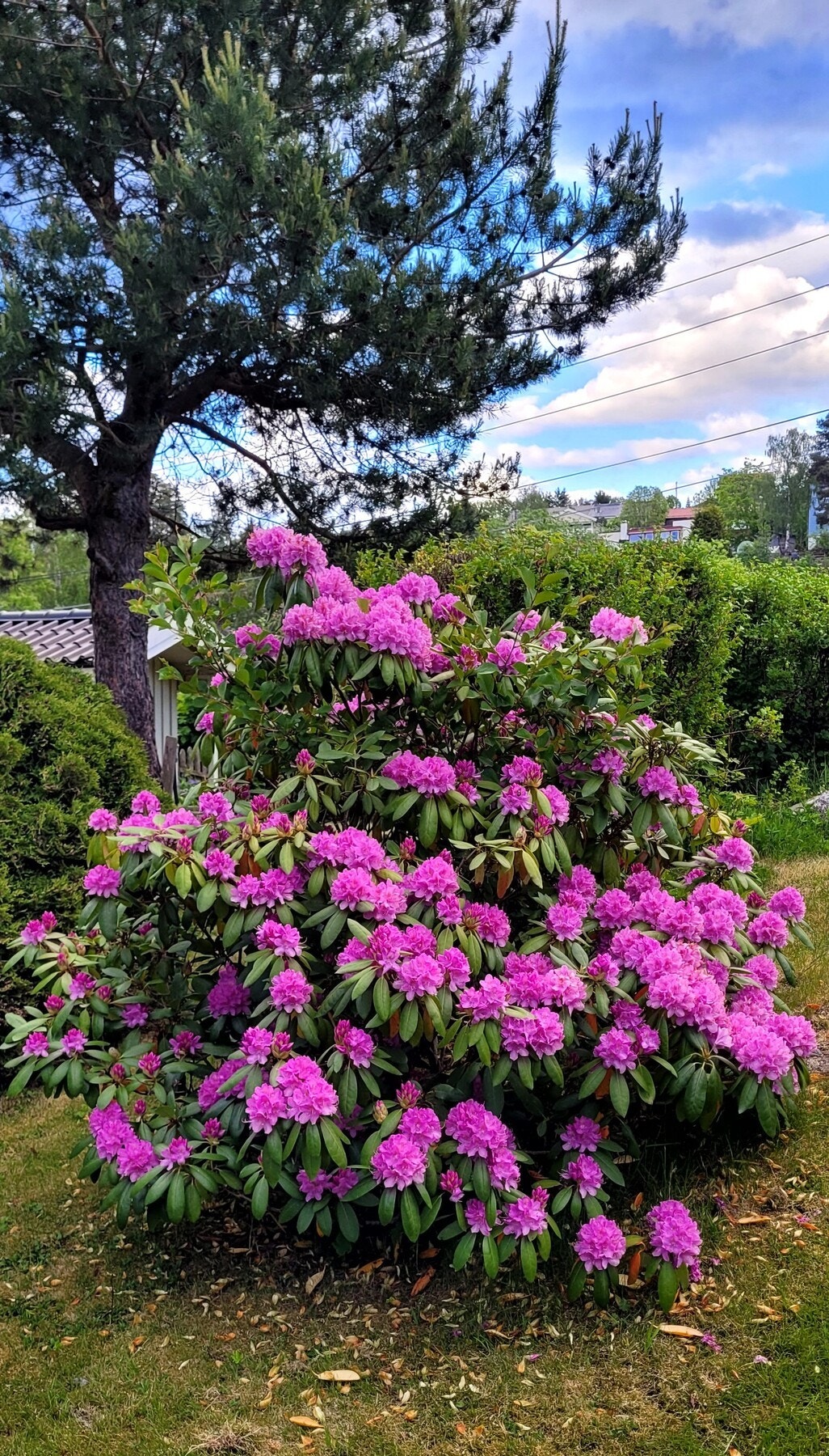 Selgers bildet av hagen Galleribilde