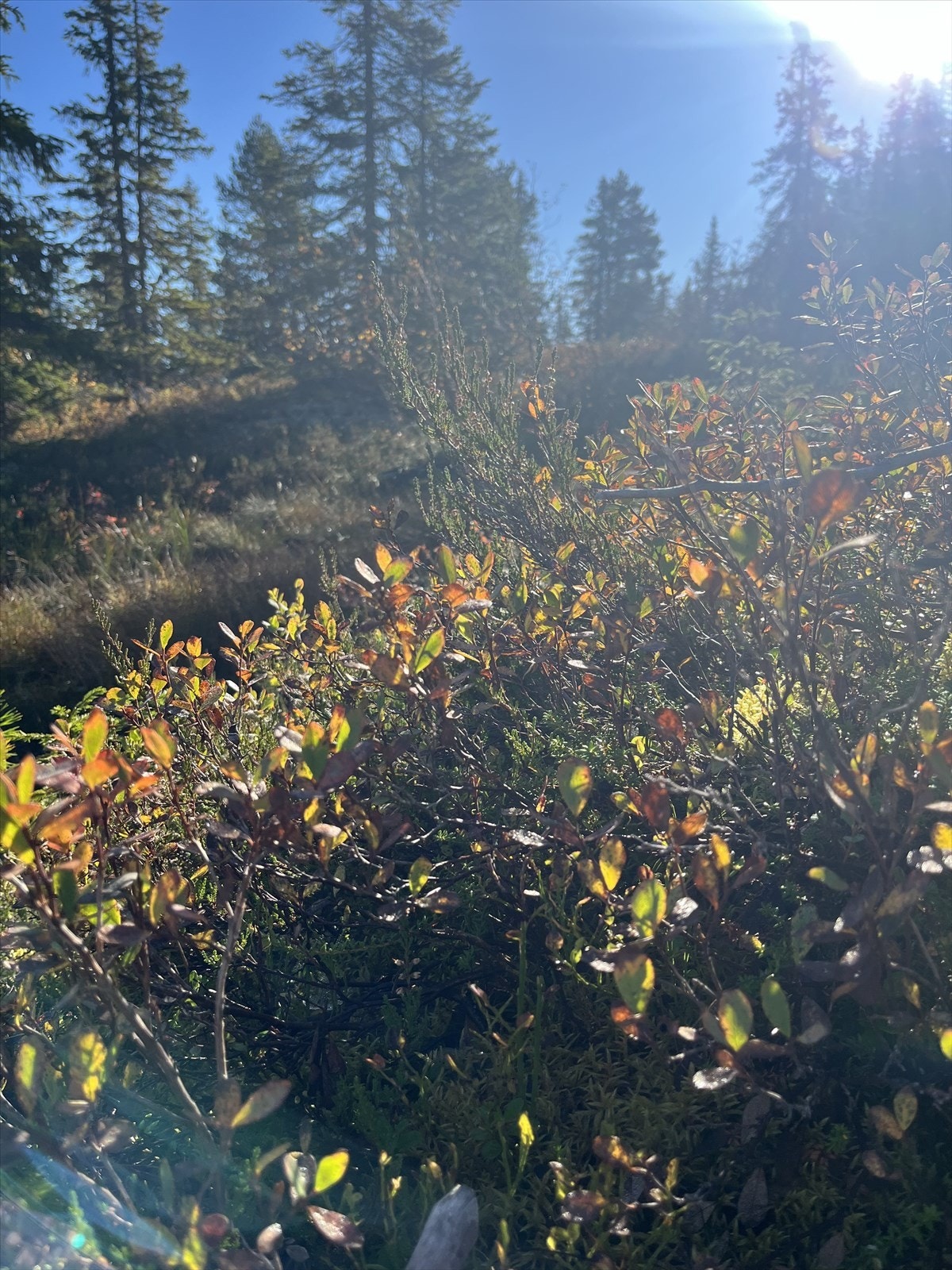 Selgers eget bilde. Galleribilde